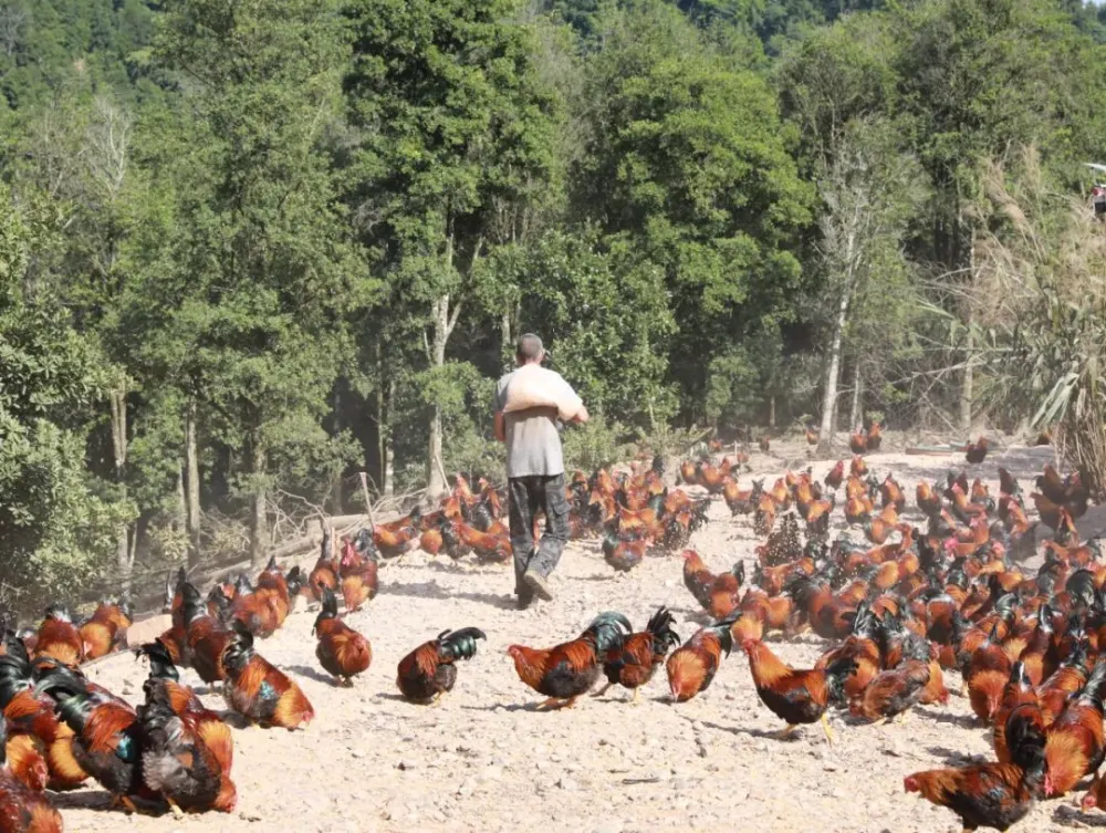 致富经散养蛋鸡珍珠鸡_珍珠鸡养殖效益_致富经珍珠鸡散养视频