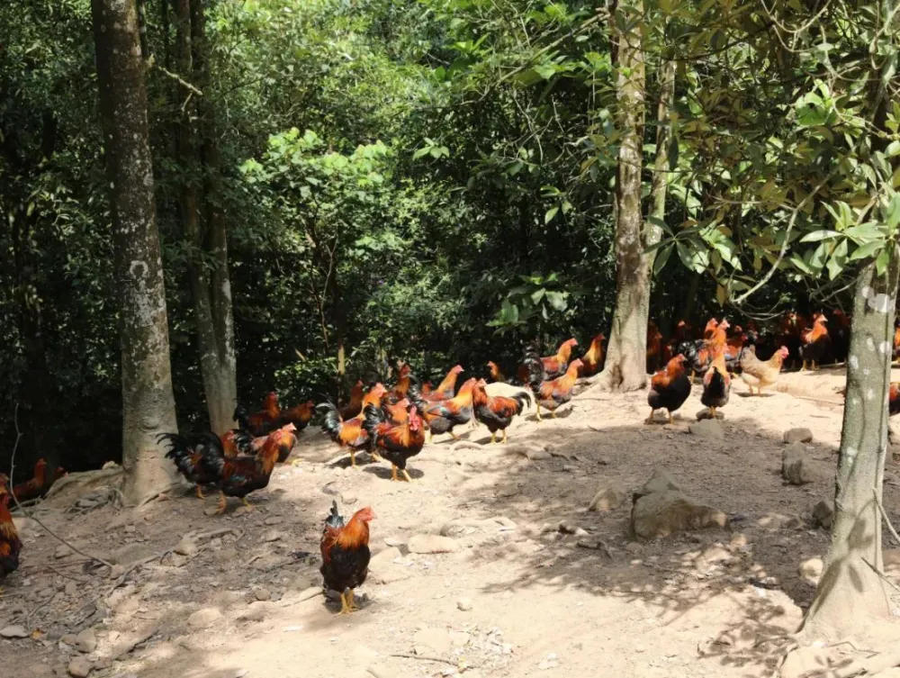 致富经珍珠鸡散养视频_珍珠鸡养殖效益_致富经散养蛋鸡珍珠鸡