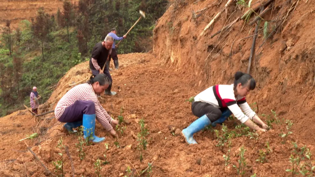 种植茶叶赚钱吗_茶叶种植致富吗_致富茶叶种植视频