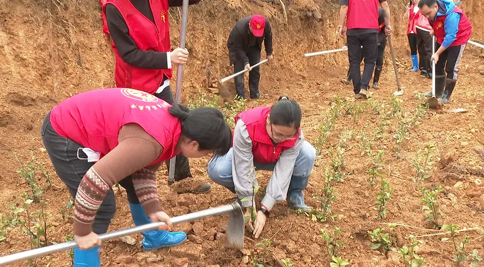 致富茶叶种植视频_茶叶种植致富吗_种植茶叶赚钱吗