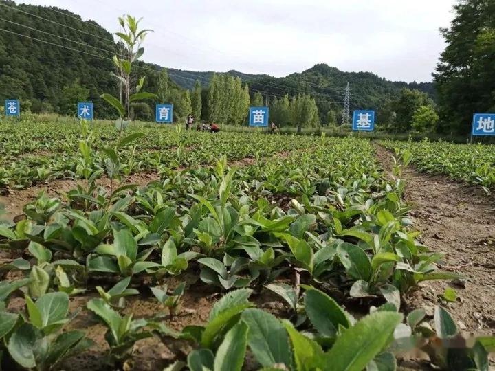 农村致富经种植技术_致富经创业项目农村种植业_种植致富农村项目大全