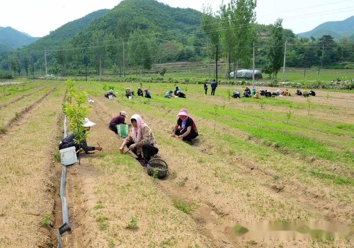 种植致富农村项目大全_致富经创业项目农村种植业_农村致富经种植技术