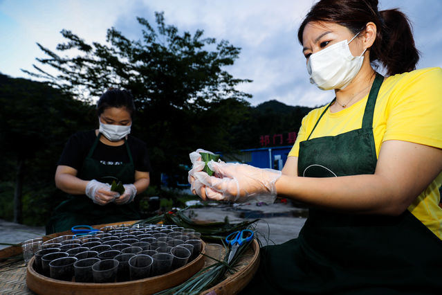 致富茶叶种植技术视频_茶叶种植致富吗_致富茶叶种植视频