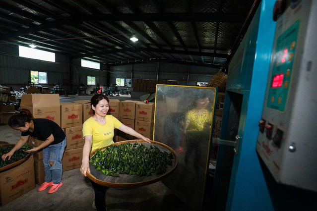 致富茶叶种植视频_致富茶叶种植技术视频_茶叶种植致富吗