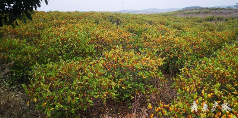 致富种植山枝子怎么样_草药山枝子_山枝子种植致富