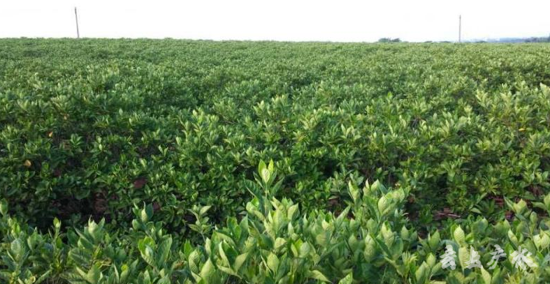 致富种植山枝子怎么样_草药山枝子_山枝子种植致富