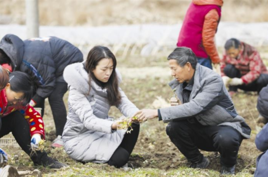 山枝子种植致富_山枝籽是一种中药吗_草药山枝子