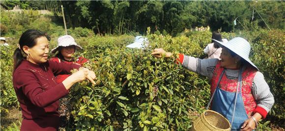 好物件｜铜梁：党建引领产业兴 白茶种植致富一村人