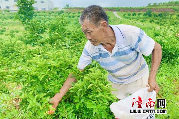 枳壳种植致富新闻_枳壳种植前景_枳壳种植技术