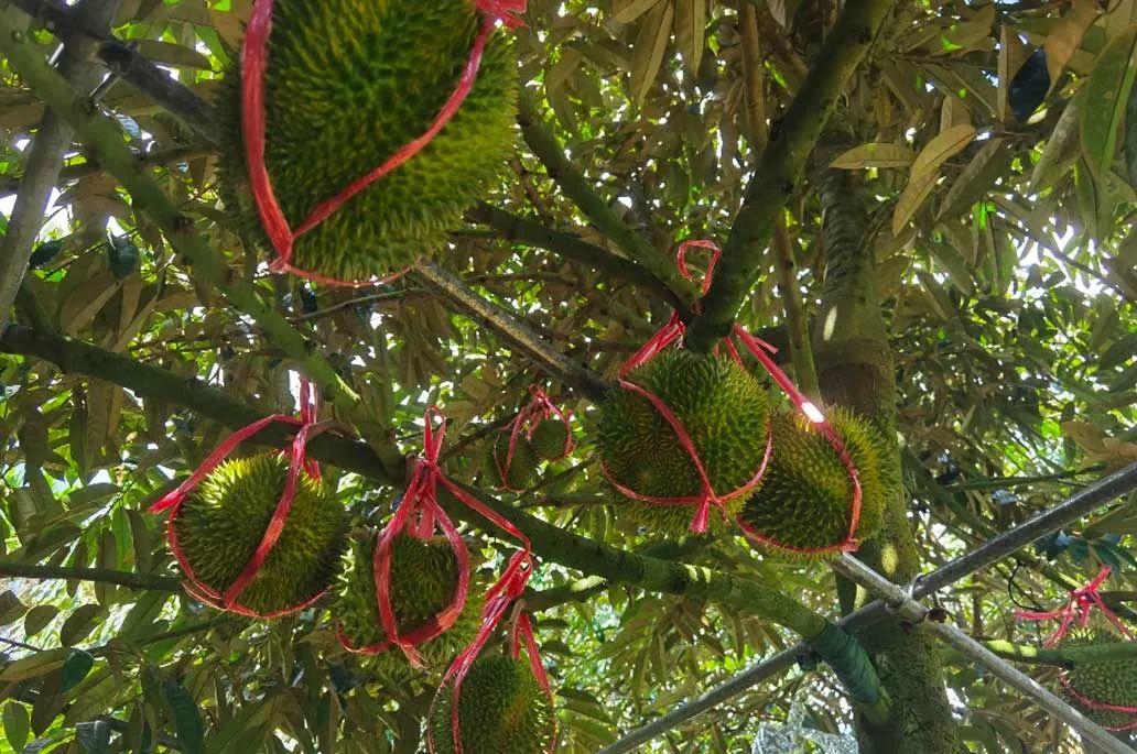 海南种植榴莲的自然条件_海南榴莲种植致富_在海南种榴莲挣钱吗