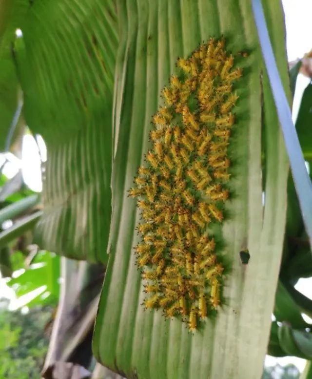 波萝种苗_树波萝的种植技术_波萝种植技术视频