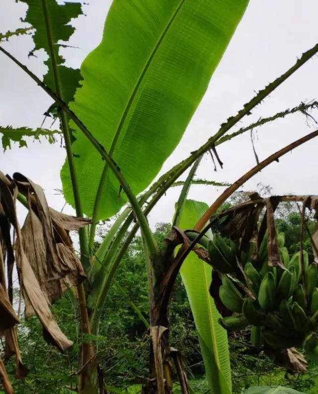 波萝种植技术视频_波萝种苗_树波萝的种植技术