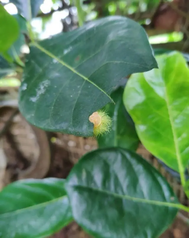 树波萝的种植技术_波萝种苗_波萝种植技术视频