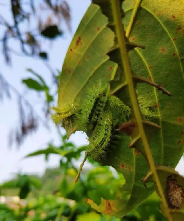 波萝种植技术视频_波萝种苗_树波萝的种植技术