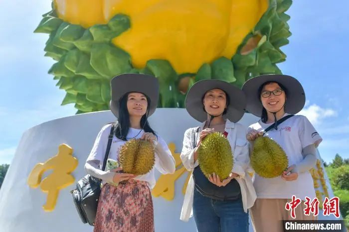 海南榴莲种植技术_在海南种榴莲挣钱吗_海南榴莲种植致富