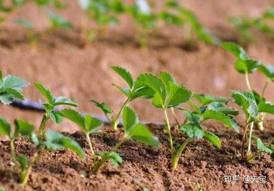 致富养殖草莓视频_草莓养殖利润_养殖草莓致富