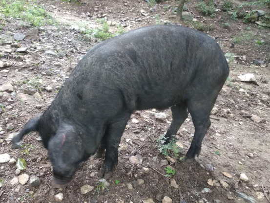 重庆养殖致富黑猪_重庆黑猪养殖场_重庆涪陵养黑猪致富经视频