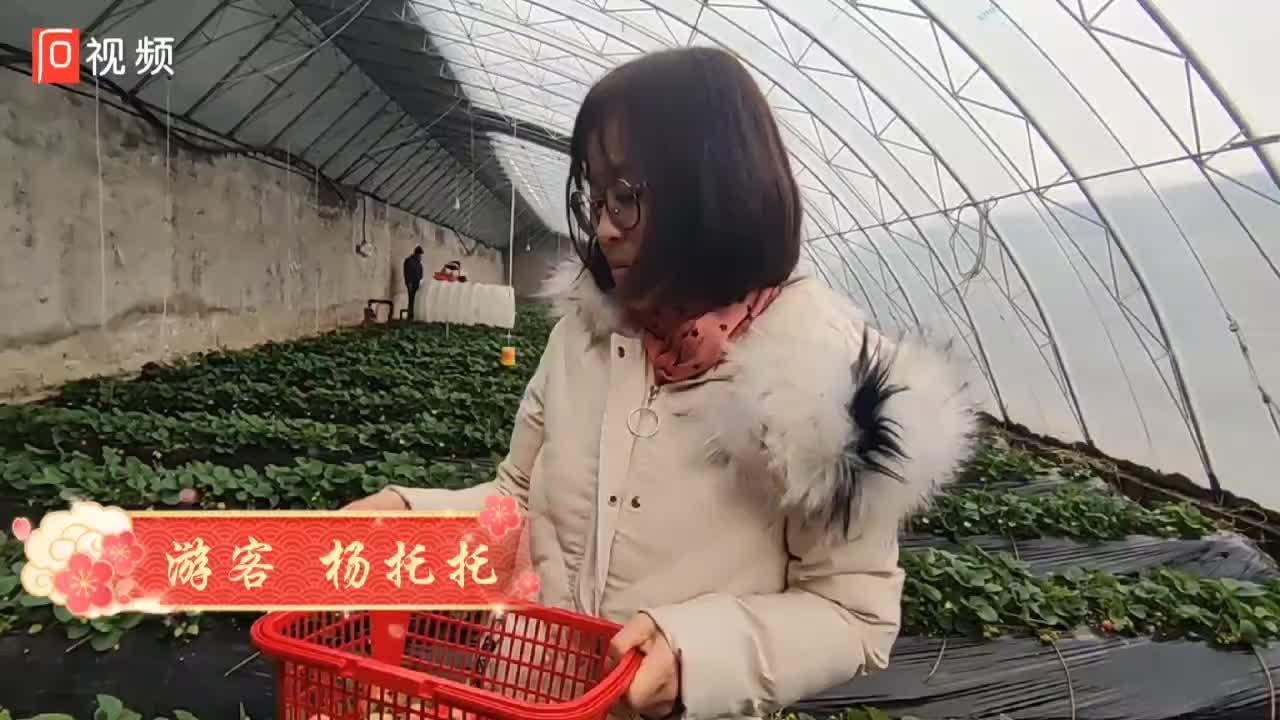 养殖草莓致富_养殖草莓赚钱吗_致富养殖草莓图片