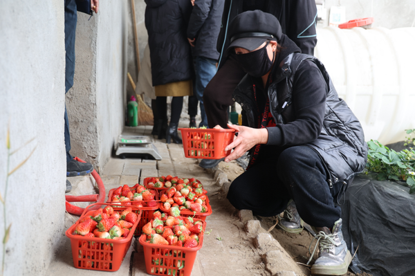 养殖草莓致富_养殖草莓赚钱吗_致富养殖草莓图片