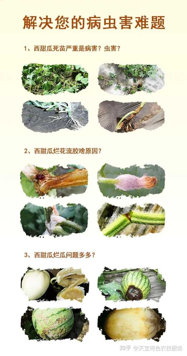 甜瓜种植技术与管理视频播放_甜瓜种植致富视频_视频致富种植甜瓜怎么做