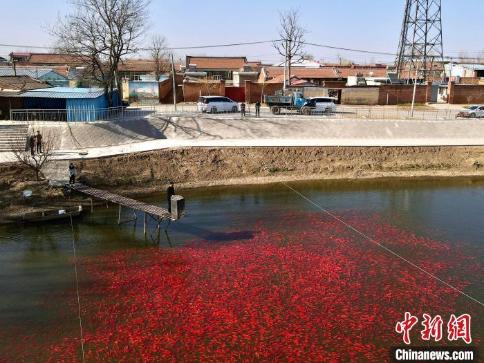 “水上春耕”正当时：河北三河小金鱼助农增收致富