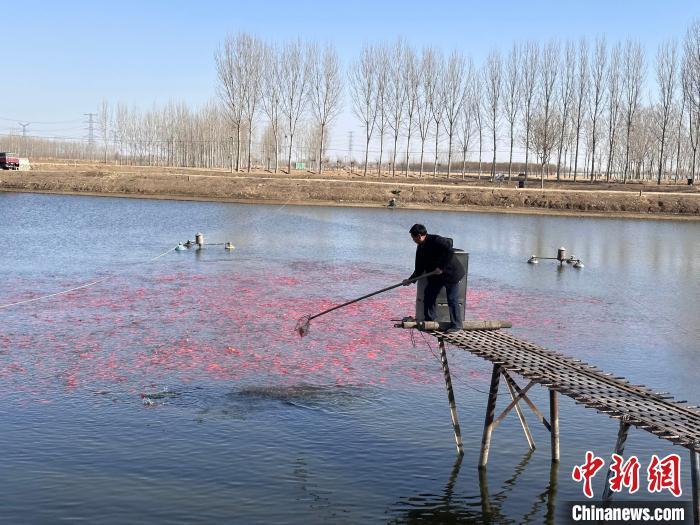 视频致富观赏养鱼是真的吗_养鱼类视频_致富经养观赏鱼视频