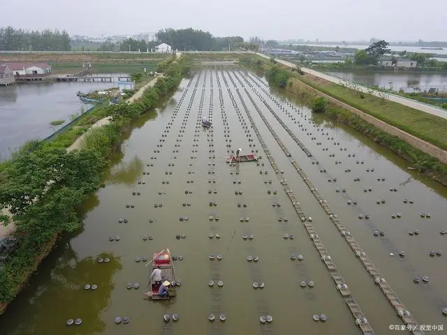 青虾养殖新技术_青虾是人工养殖的吗_人工青虾怎么养殖技术