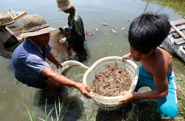 青虾是人工养殖的吗_人工青虾怎么养殖技术_青虾养殖新技术