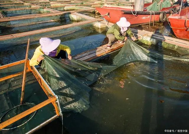 青虾是人工养殖的吗_青虾养殖新技术_人工青虾怎么养殖技术