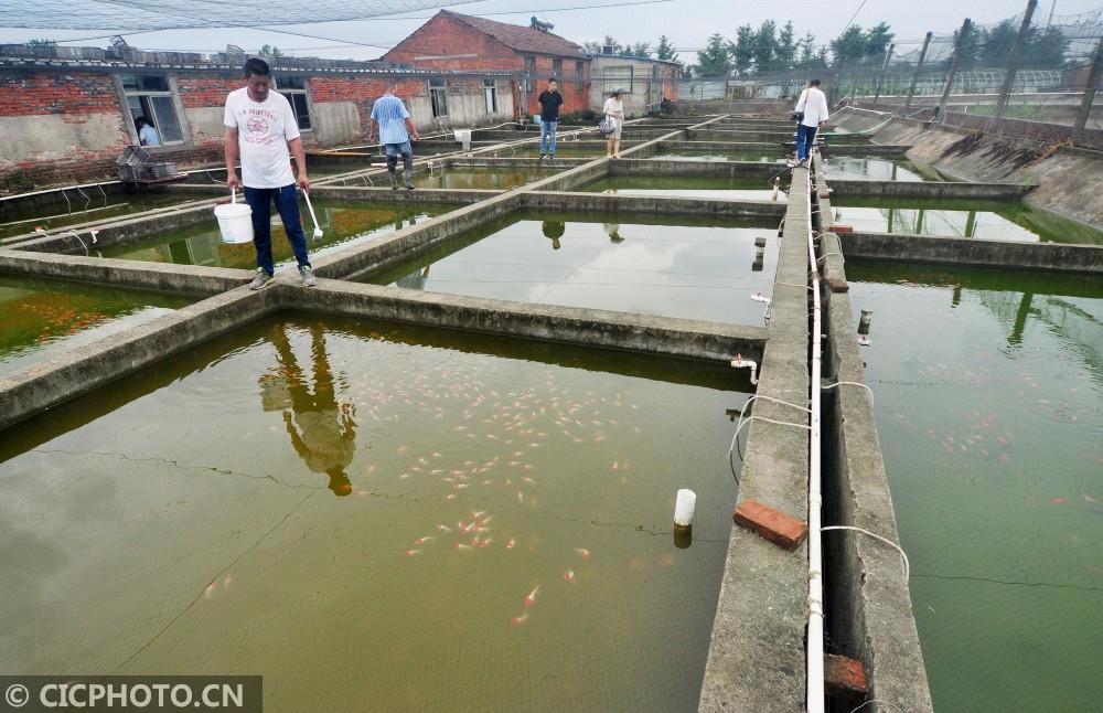 养鱼视频致富经_观赏养鱼视频大全集_致富经养观赏鱼视频