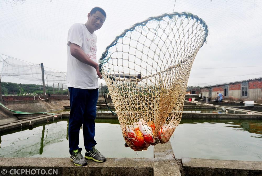 致富经养观赏鱼视频_观赏养鱼视频大全集_养鱼视频致富经