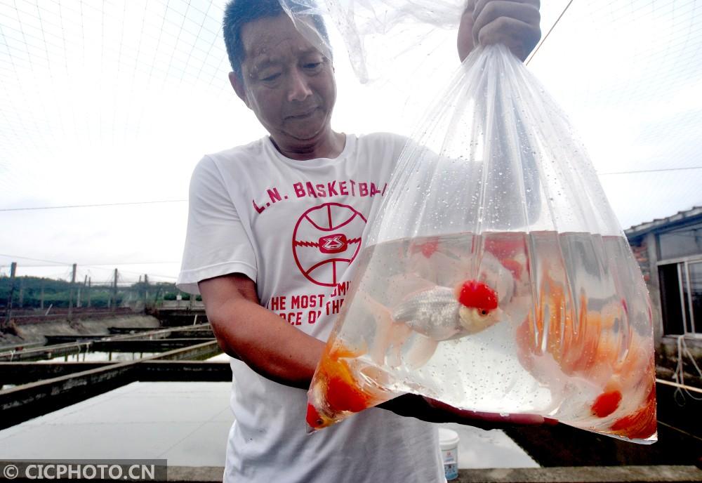 致富经养观赏鱼视频_观赏养鱼视频大全集_养鱼视频致富经