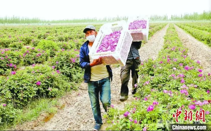 沙棘种植致富项目_种沙棘赚钱吗_关于种植沙棘要求的视频报道