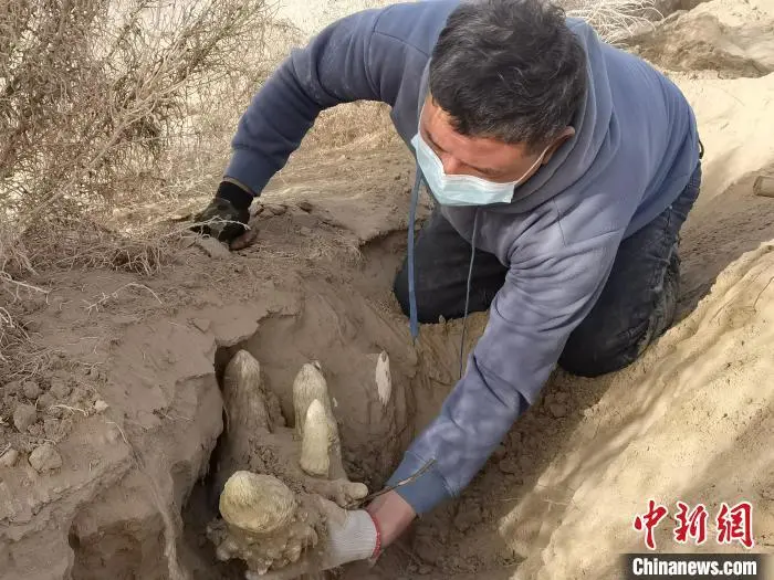 沙棘种植致富项目_关于种植沙棘要求的视频报道_种沙棘赚钱吗