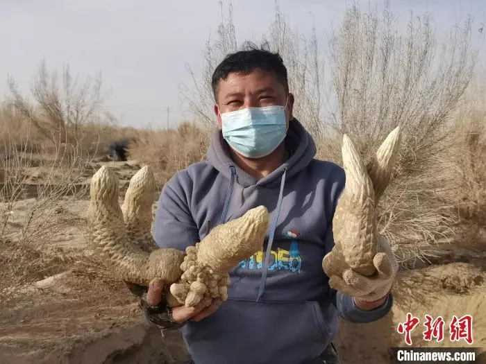 沙棘种植致富项目_种沙棘赚钱吗_关于种植沙棘要求的视频报道