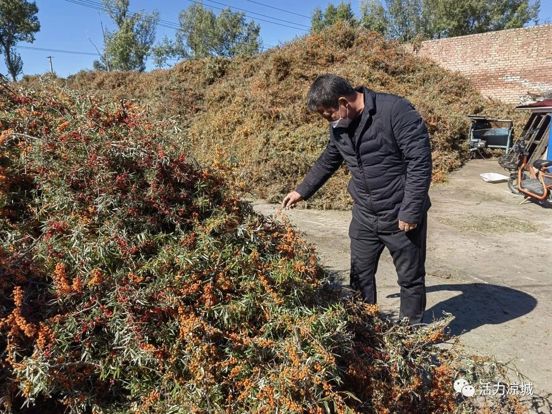 种沙棘赚钱吗_沙棘种植致富项目_致富种植沙棘项目介绍