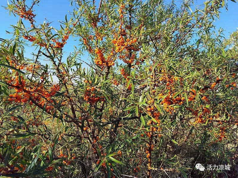 种沙棘赚钱吗_致富种植沙棘项目介绍_沙棘种植致富项目