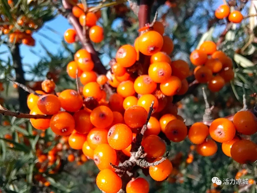 种沙棘赚钱吗_沙棘种植致富项目_致富种植沙棘项目介绍