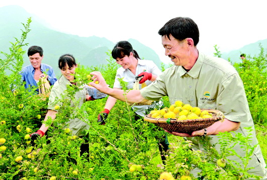 刺梨产业 生态治理先锋树 致富路上迈大步