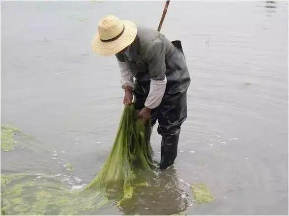 红线虫养殖技术视频教程大全_红线虫养殖的技术_红线虫养殖技术亩产多少吨