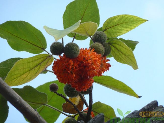 构树种植前景分析，构树种植能致富吗?