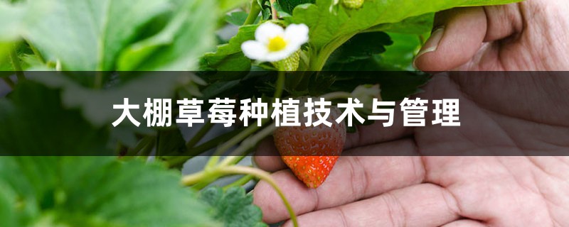 大棚草莓种植技术与管理方法