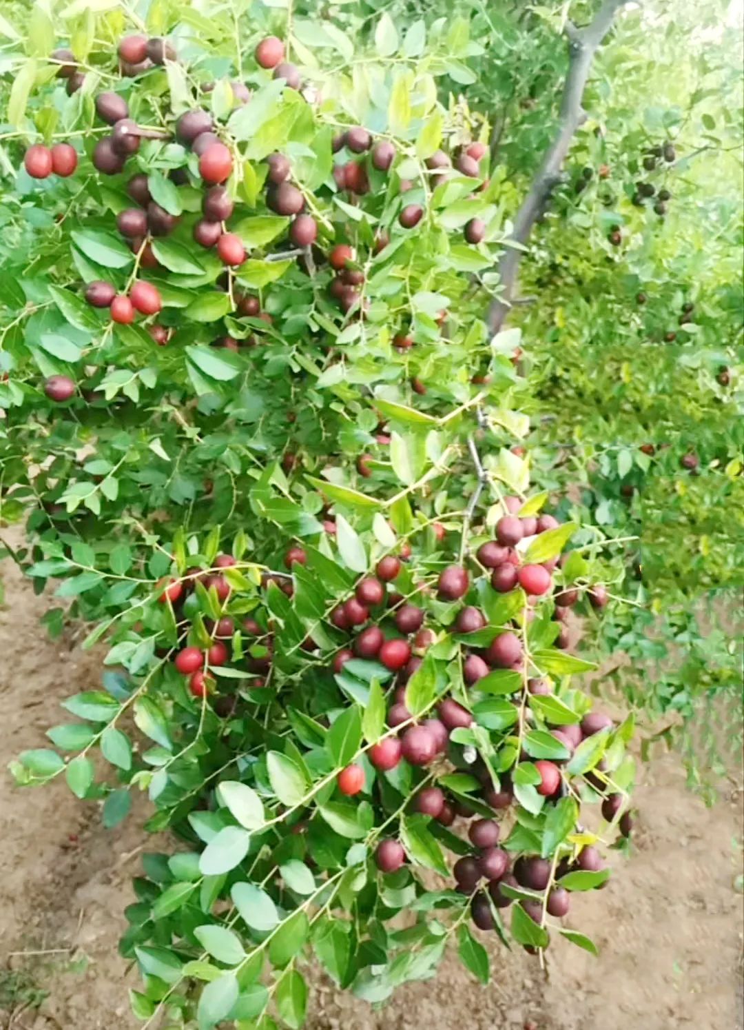 枣的种植技术_大青枣种植技术_沾化冬枣种植技术