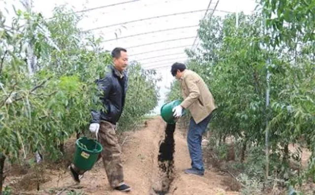 台湾青枣种植技术_枣的种植技术_大青枣种植技术