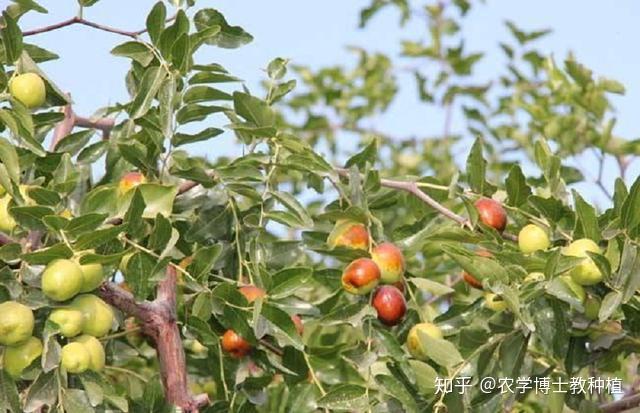 枣树种植很麻烦？掌握一项关键技术，保证大枣挂满枝头