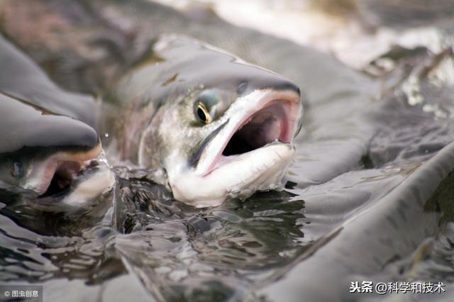 水产养殖防寒技术措施