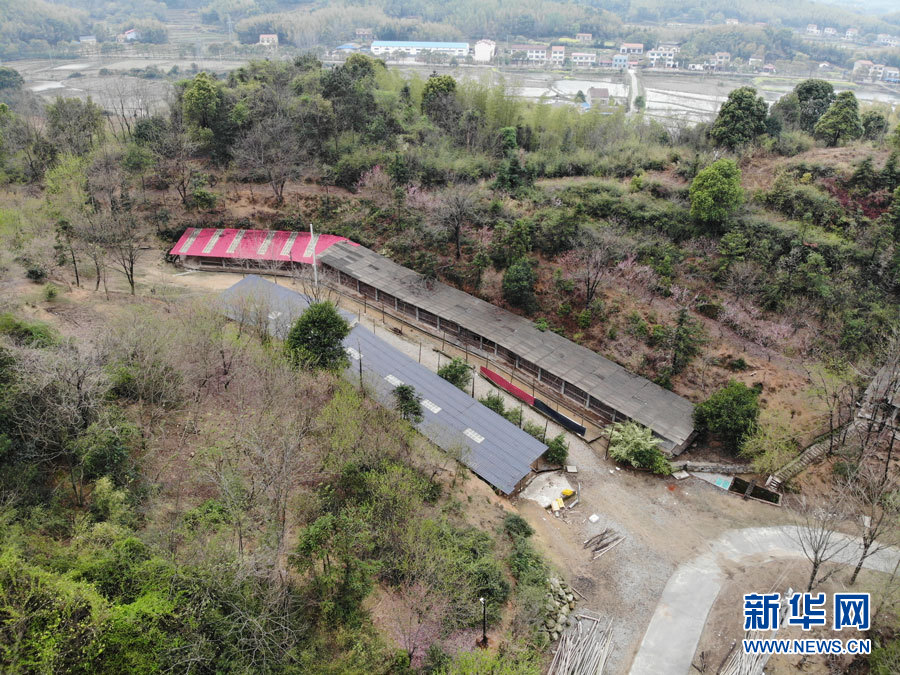 荆州秦文涛用中草药养鸡的致富带头人 让土鸡走出大山