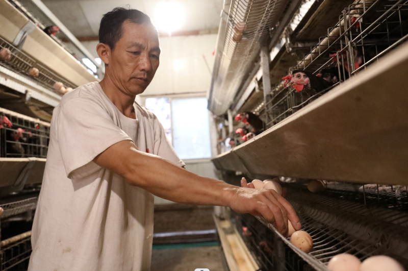 生态蛋鸡养殖致富_致富经蛋鸡养殖视频_生蛋鸡养殖场投资