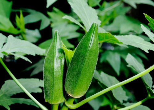 北方大棚种植香椿技术要点_北方香椿大棚种植技术_北方大棚种植香椿技术视频