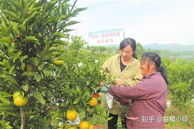 晚熟柑橘春见套袋技术管理